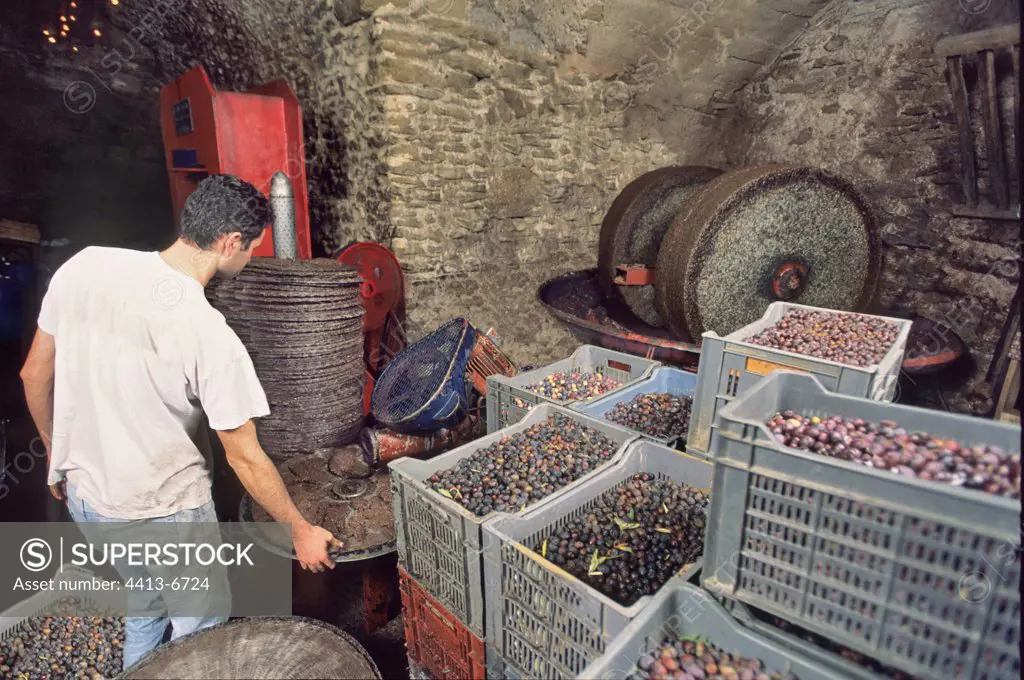Workshop of pressing olives to the stone grinding France