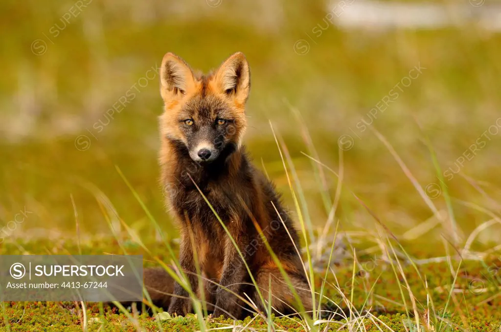 Young red fox sitting in the tundra Alaska USA