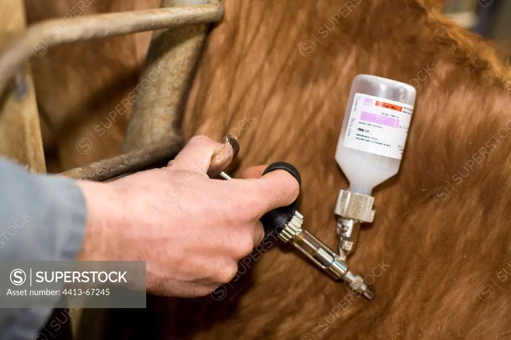 Vaccination of cattle against bluetongue France
