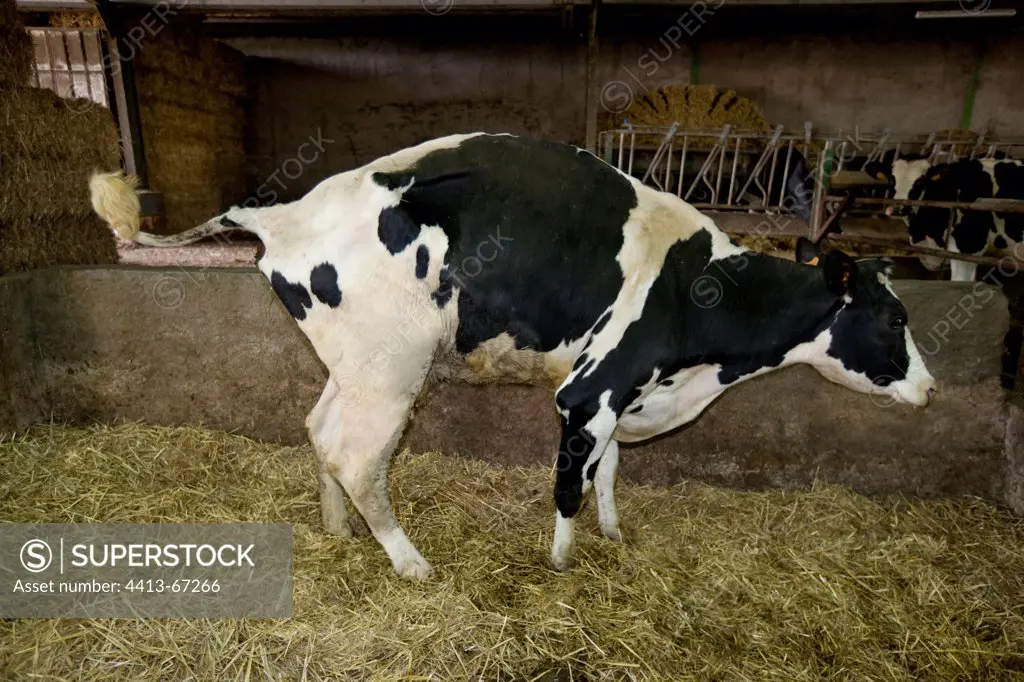 Holstein cow suffering from a nephritis in a stableFrance