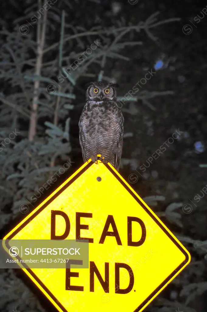 Great Horned Owl on signpost Alaska USA