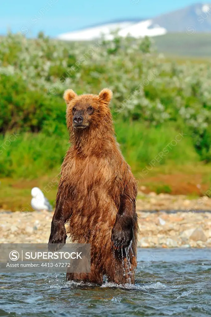 Grizzly yearling standing in a river Katmai Alaska