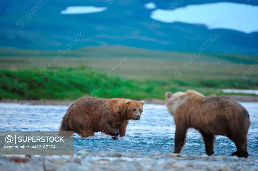Grizzly encounter friendly riverside Katmai