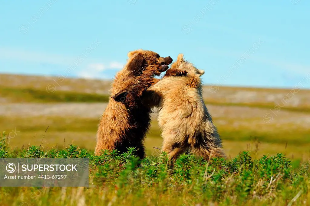Sub-adult grizzly bears playing in a tundra Katmai Alaska
