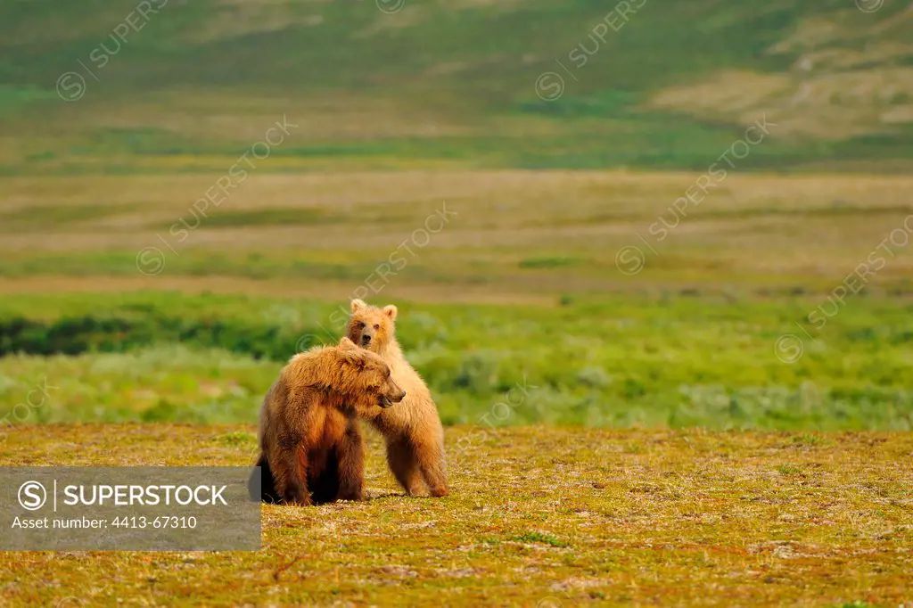 Grizzly and cub in tundra Katmai Alaska