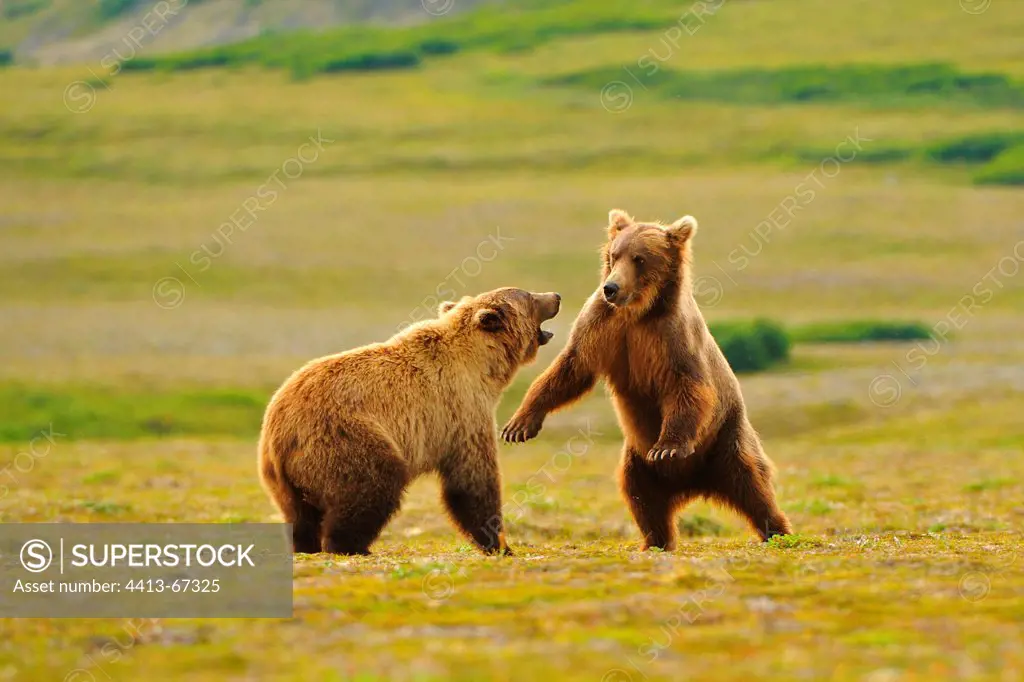 Grizzly bears playing in the tundra Katmai Alaska