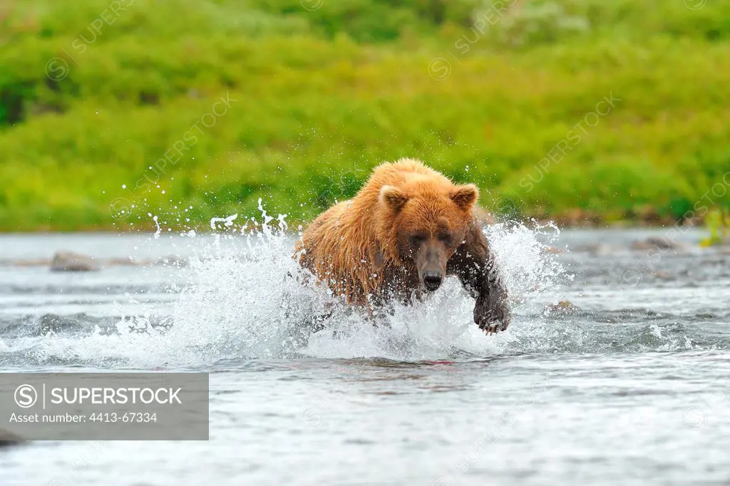 Grizzly pursuing Sockeye salmons in a river Katmai