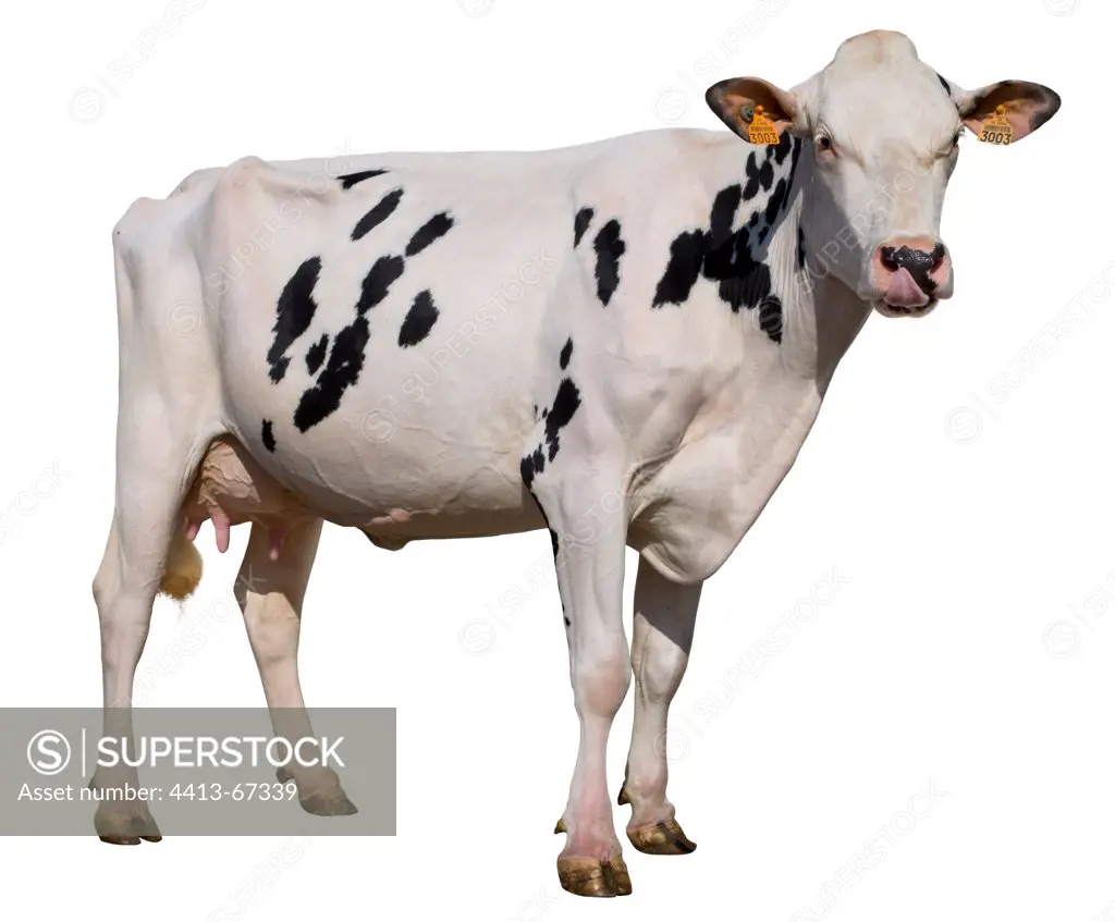 Holstein cow standing in the studio