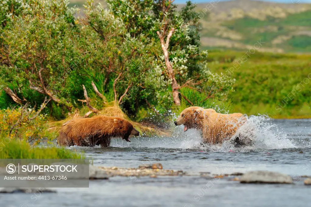 Grizzly bears defending their territory in a river Katmai