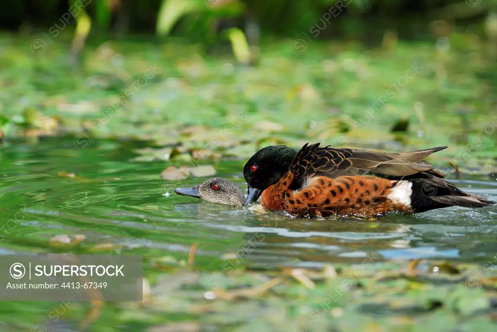 Chestnut Teal mating in water Australia