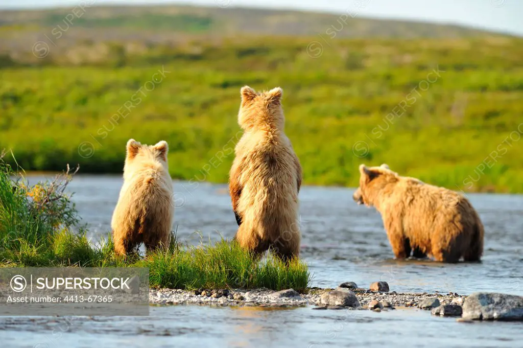Grizzly and yearling cubs to look into a river KatmaiAlaska