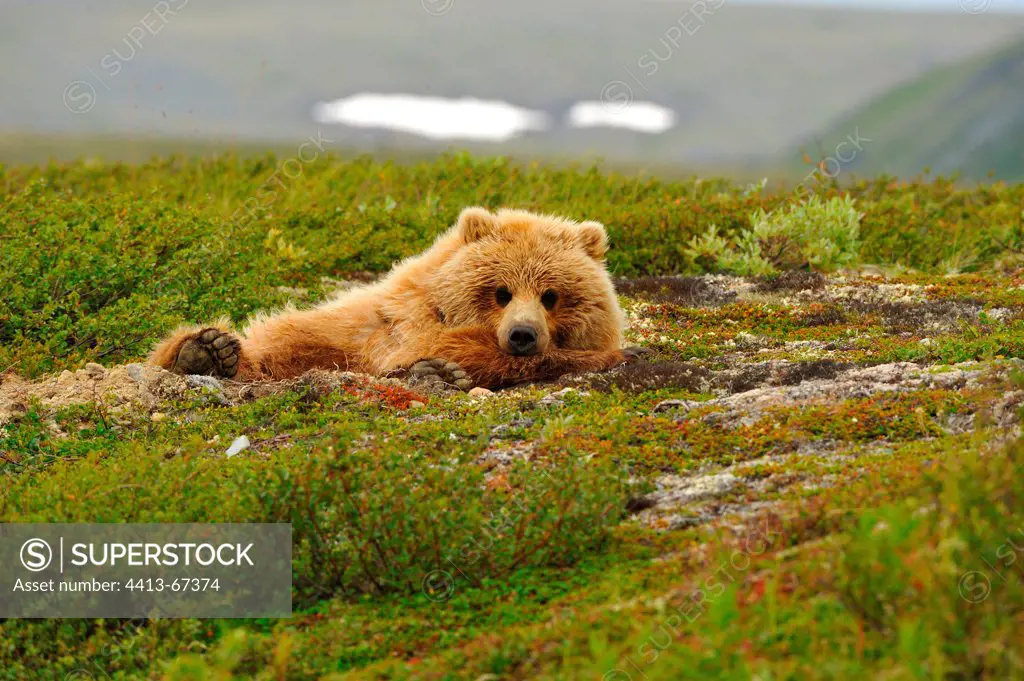 Sub-adult grizzly lying in the tundra Katmai Alaska