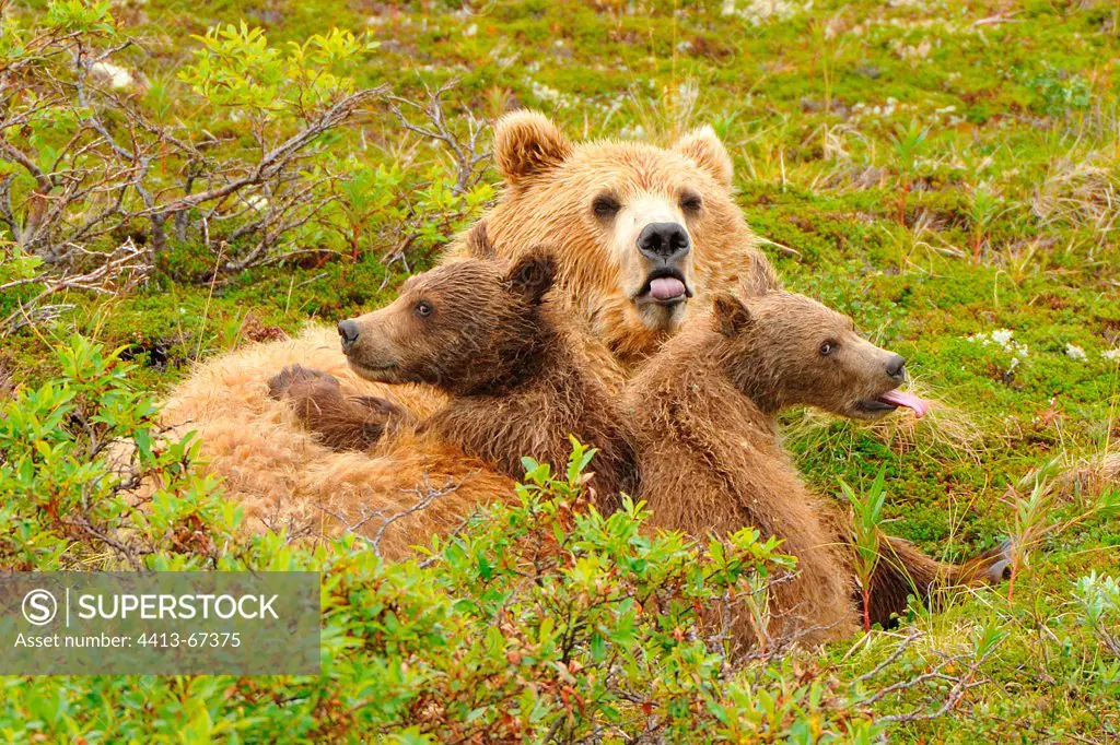 Grizzly and yearling cubs lying in the tundra Katmai Alaska