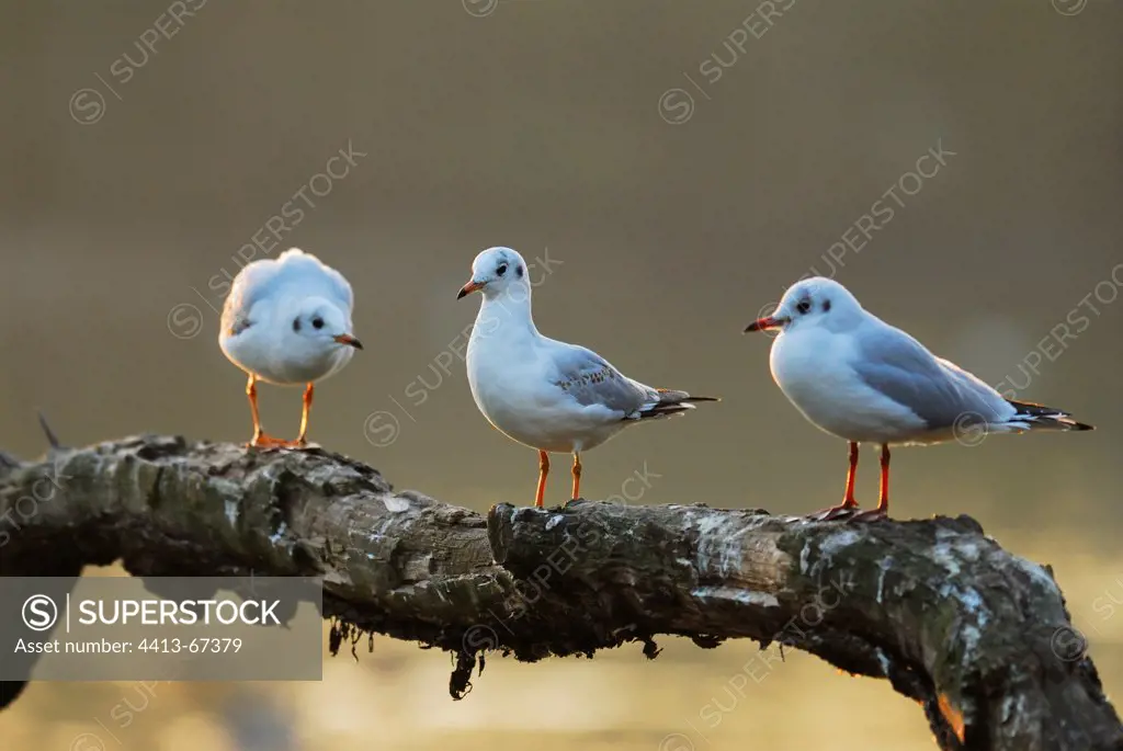 Adult laughing gulls in winter