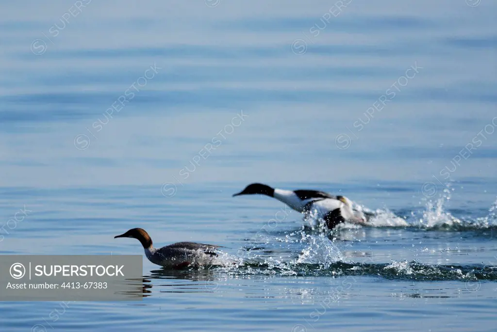 Common Merganser current on water to take off