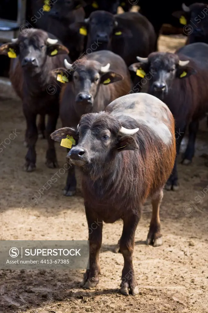 Buffalo heifers in semi coveredfree-stall Italy