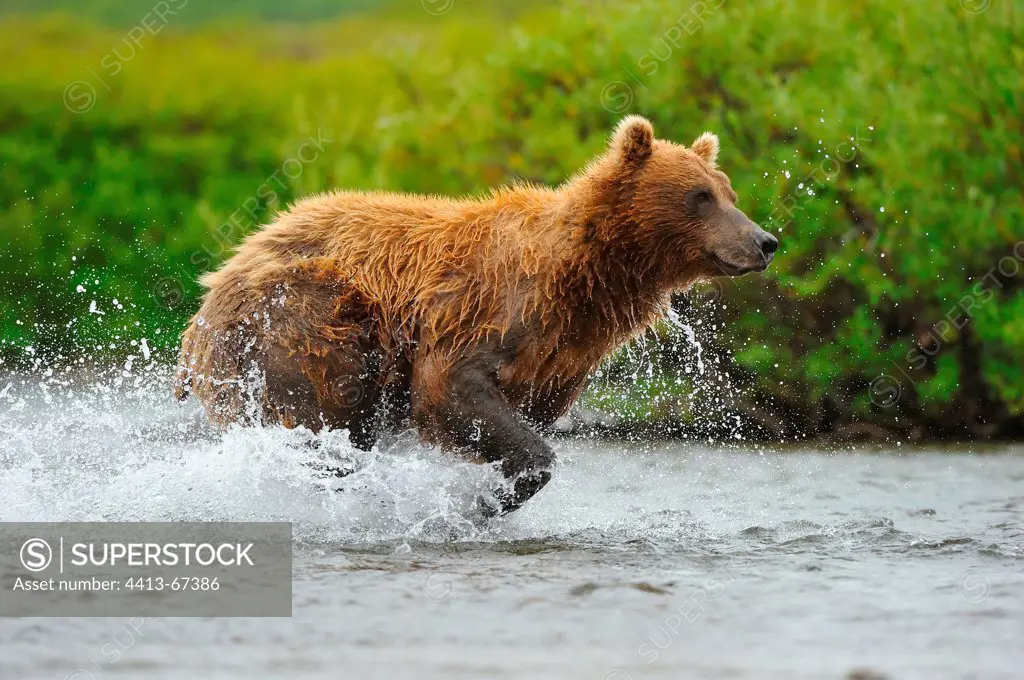 Grizzly pursuing Sockeye salmons in a river Katmai