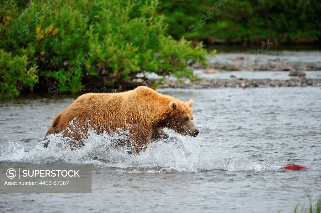 Grizzly pursuing a Sockeye salmon in a river Katmai Alaska