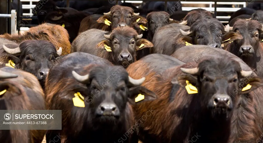 Herd of Buffalo heifers Region of Naples Italy