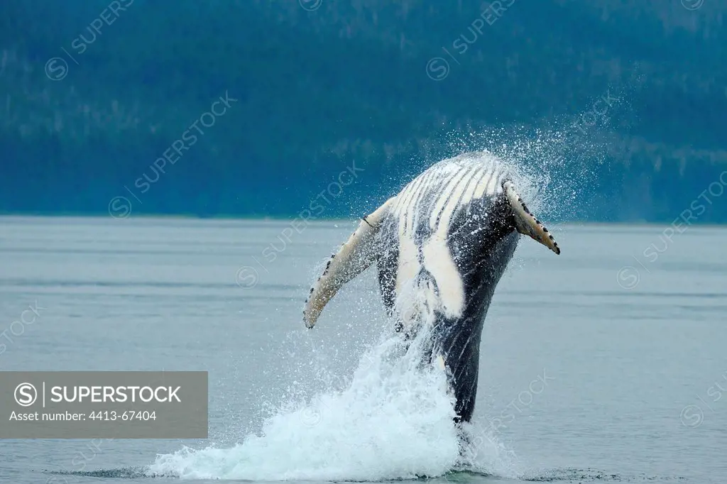Humpback whale jumping out of water Frederick Sound Alaska