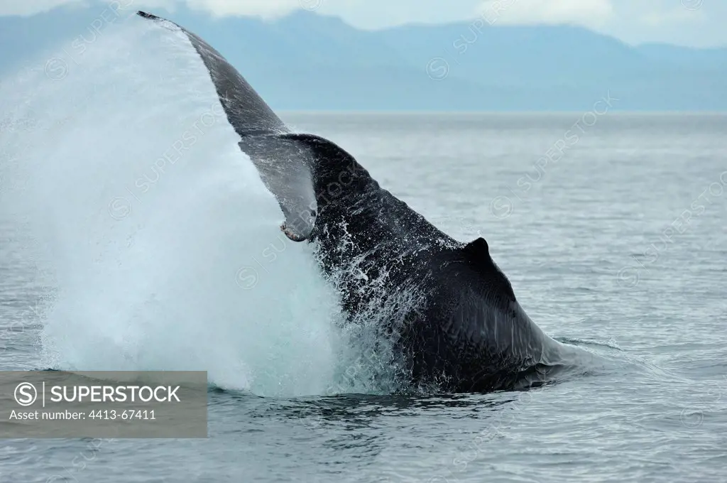 Humpback whale tail throw Frederick Sound Alaska