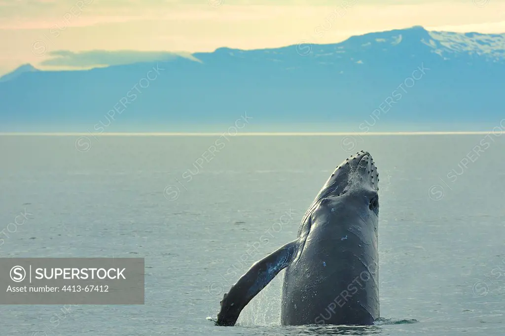 Humpback whale chin-slap Frederick Sound Alaska