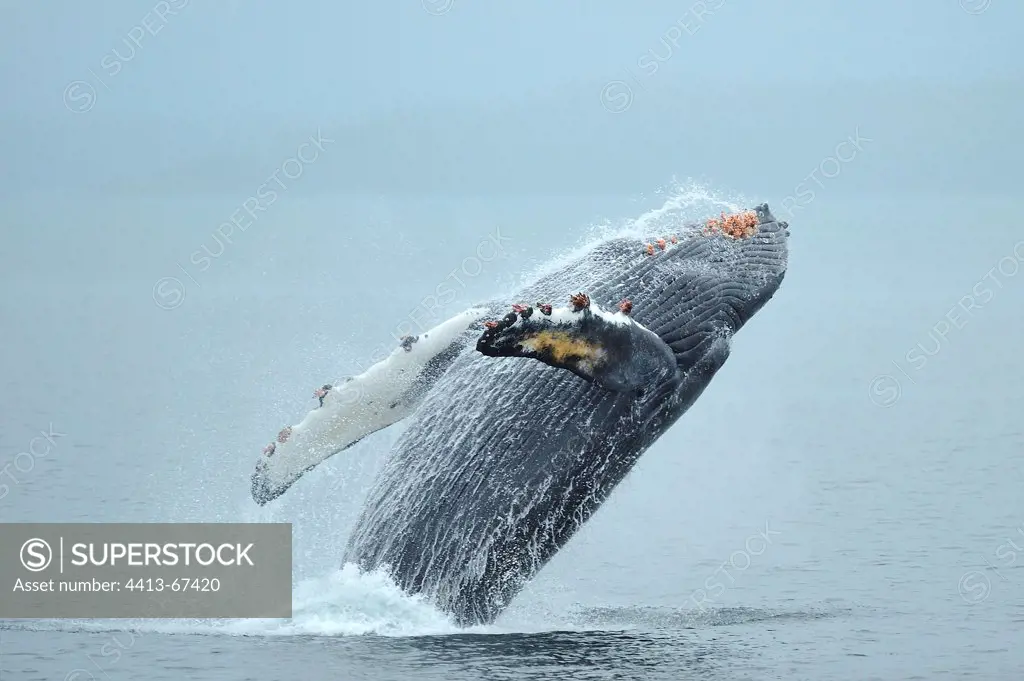 Humpback whale breach Frederick Sound Alaska