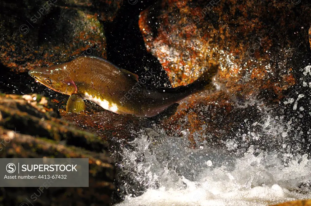 Pink salmon male dating a river British Columbia Canada