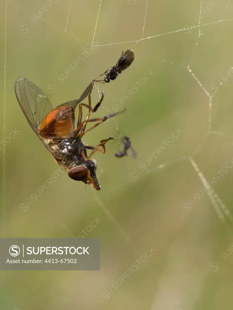 Hoverfly sticked on a cobweb Doubs France