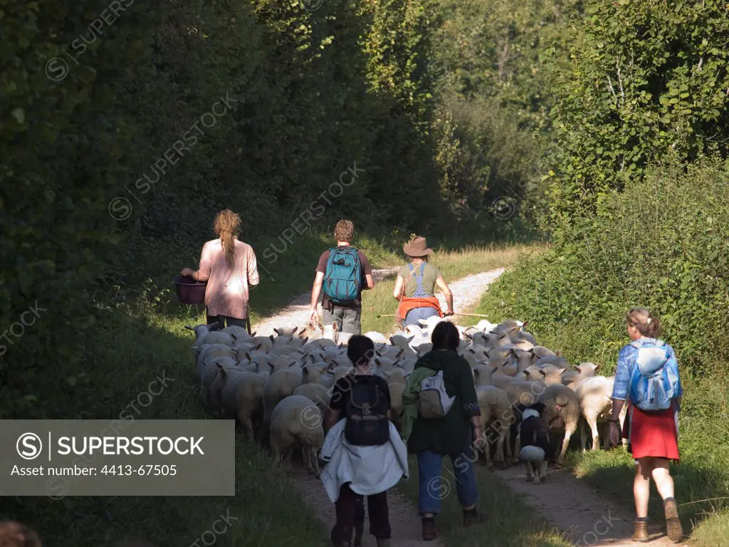 Transhumance of 'Ile-de-France' Sheeps in the Jura France