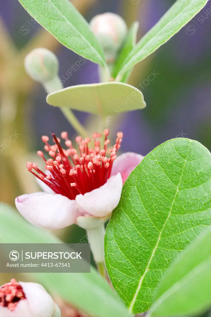 Pinneapple Guava 'Unique' in bloom in a garden