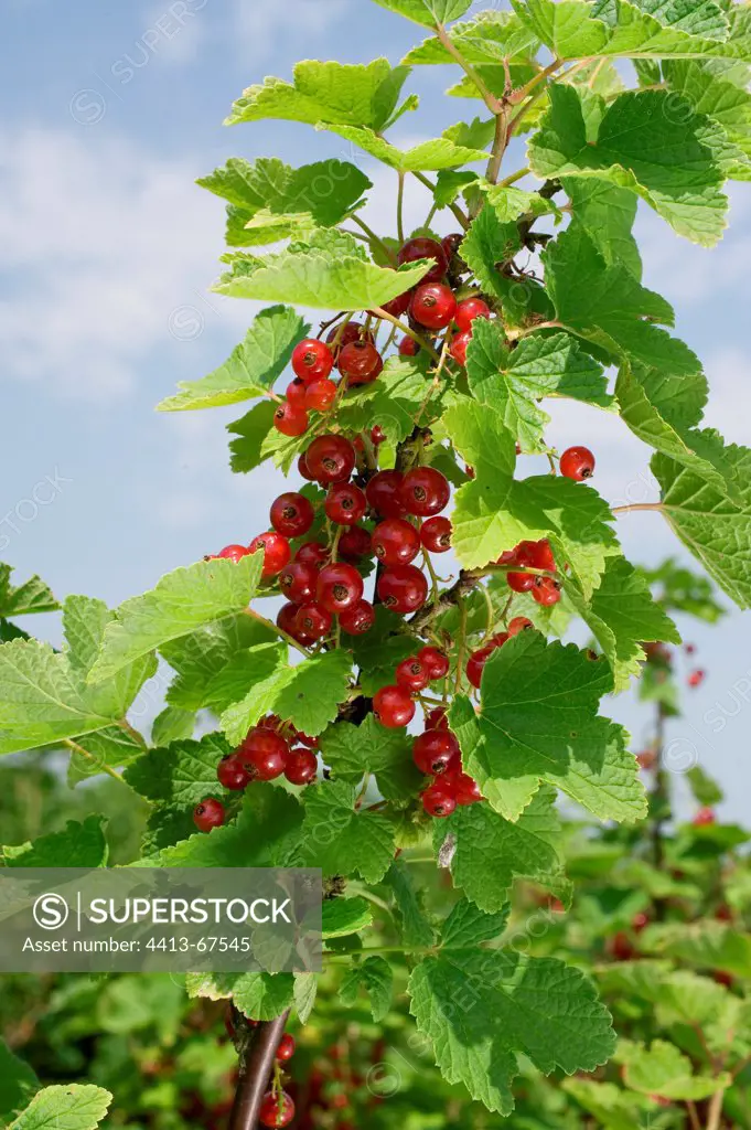 Red currant in fruit in a garden