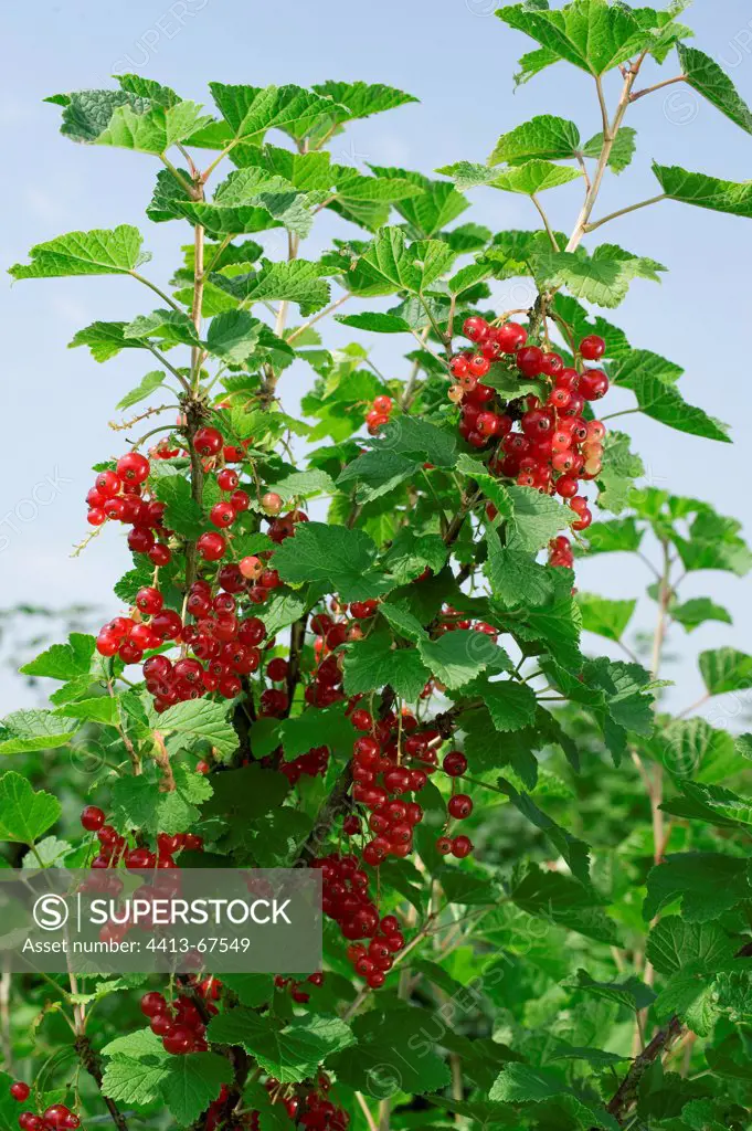 Red currant 'Jonkheer Van Tests' in fruit in a garden