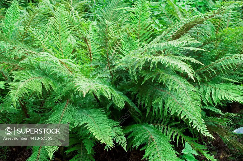 Soft shield ferns 'Dahlem' in a garden