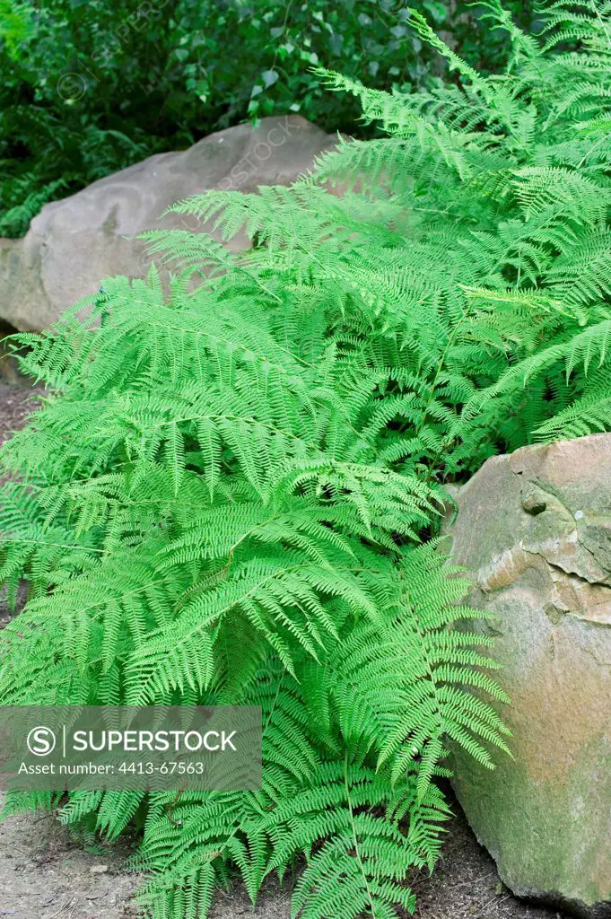 Dryopteris ferns in a garden