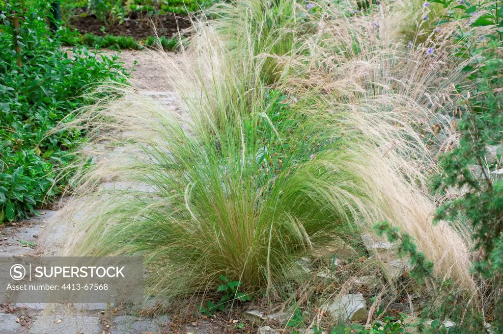 Feather grass on the side of a garden path
