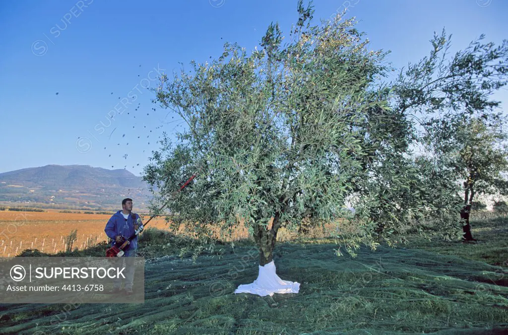 Collect of olives in nets France