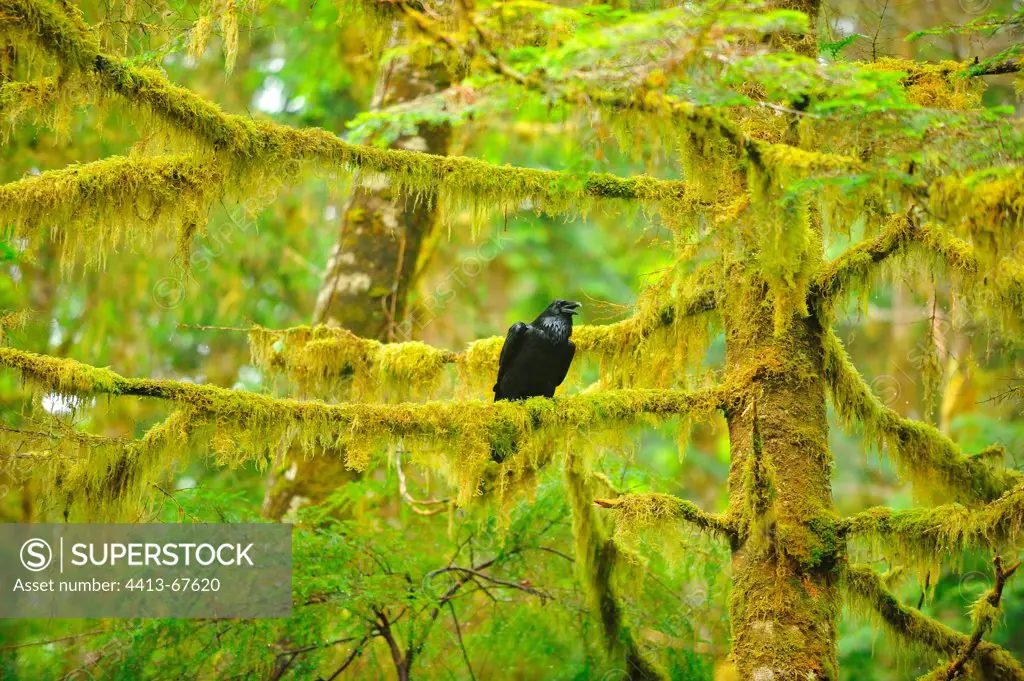 Common Raven on branch in wood British Columbia