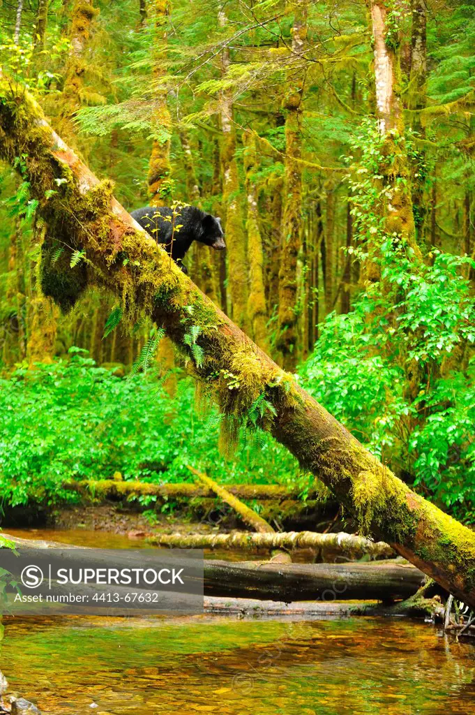 Black Bear cub on a mossy trunk British Columbia