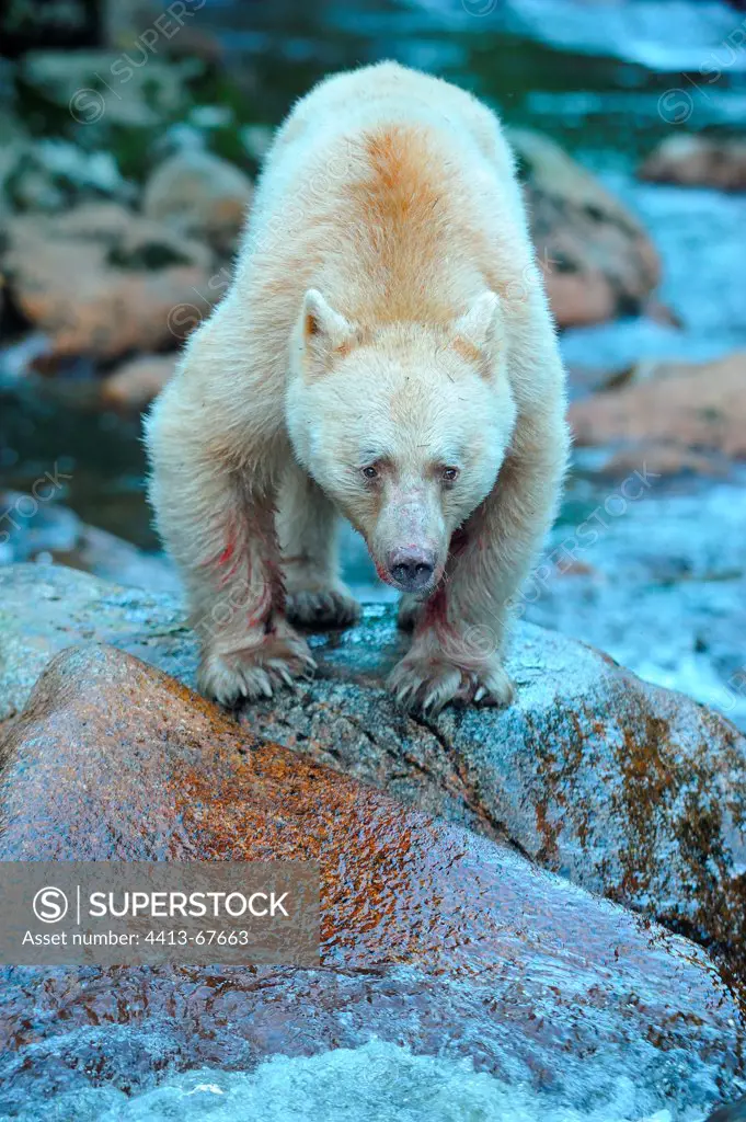 Kermode bear on a rock beside a riverBritish Columbia