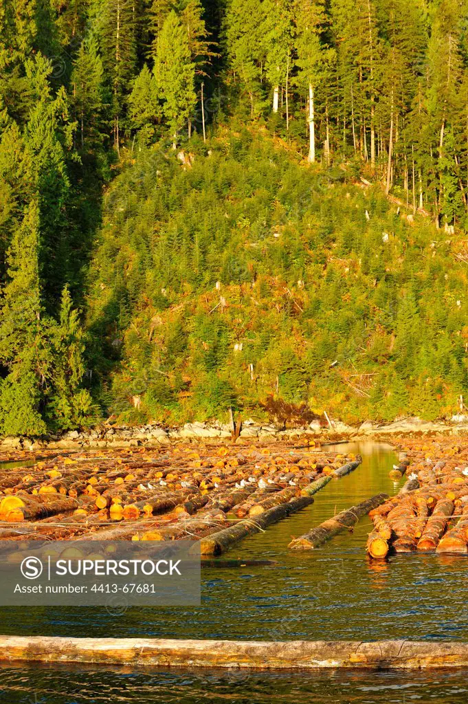 Floating logs and natural regrowth after exploitation