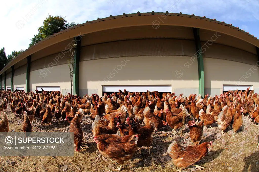Exit the barn on a farm of laying hens