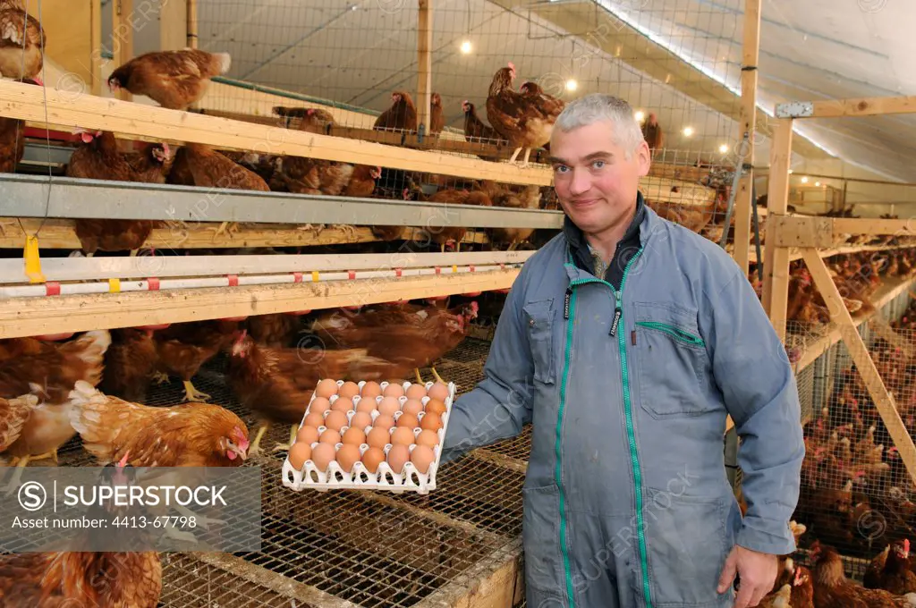 Eric Walger harvest the eggs in the henhouse