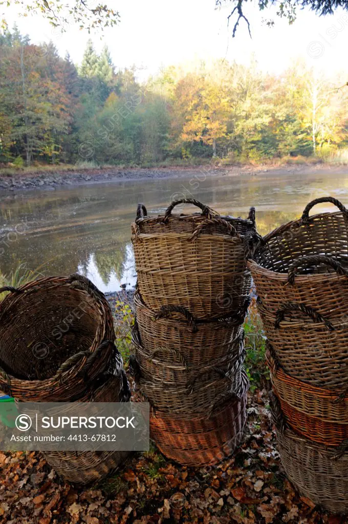 Baskets for fishing during the emptying of the pond