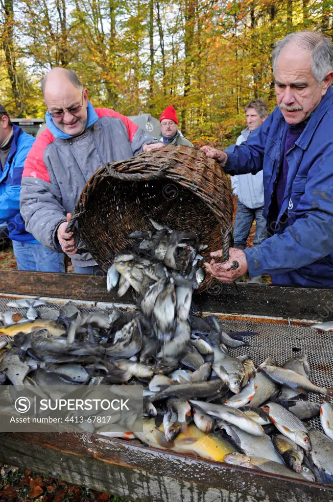 The fish are emptied on a sorting table after fishing