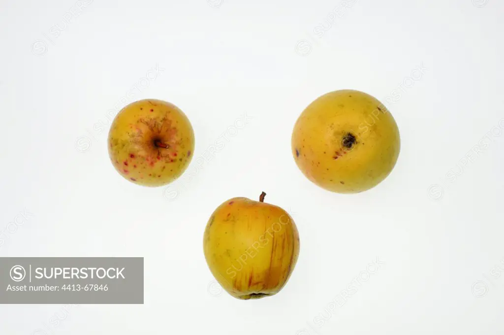 Apples 'Arboisine' Doubs France