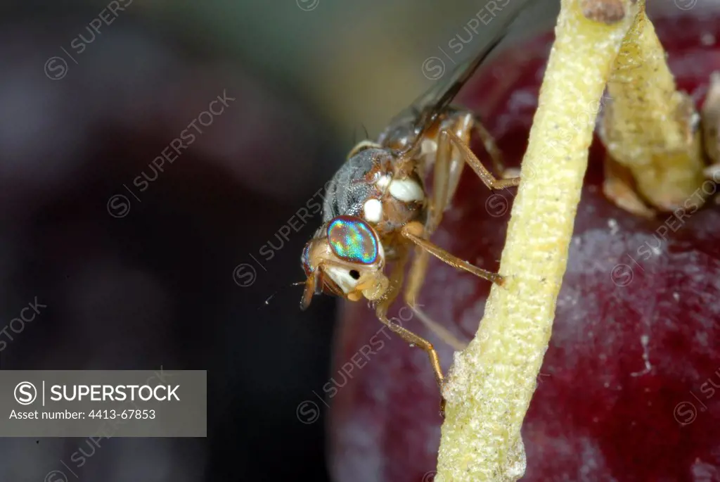 Imago of an olive fruit fly on an Olive France