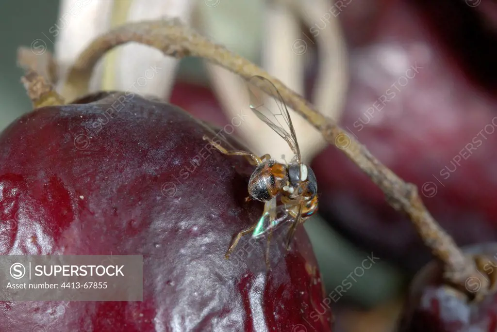 Olive fruit fly female laying in an olive France