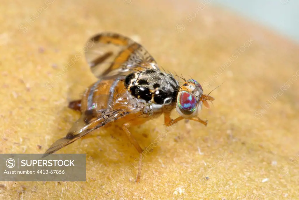 Mediterranean fruit fly female grooming France