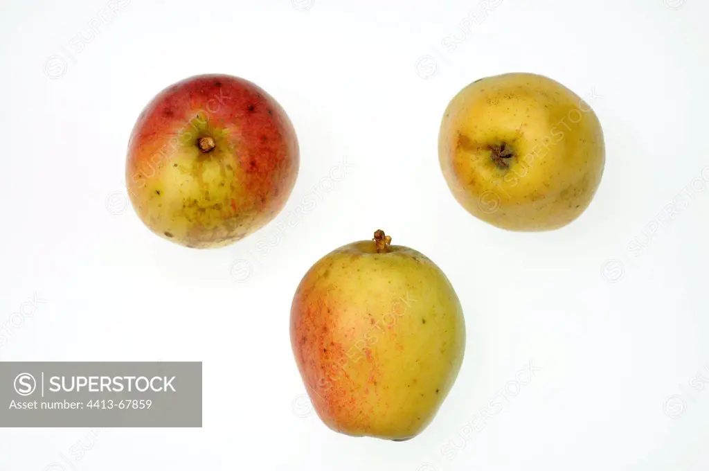 Apples Bohnapfel' ou 'Reine-Marguerite' ou 'Pomme haricot'